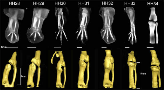 knee joint morphogenesis